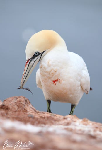 Basstölpel Helgoland